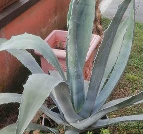 pianta agave