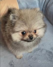 Spitz nano taglia Toy