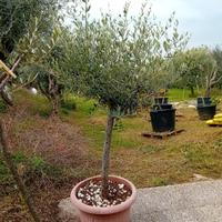 OLIVI IN VASO ANNI 10