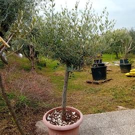 OLIVI IN VASO ANNI 10