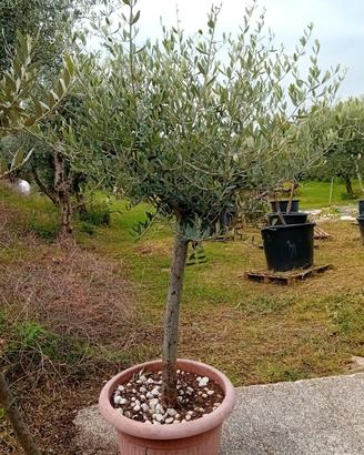 PIANTE OLIVI IN VASO ANNI 10