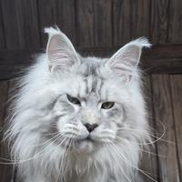 Disponibile per Monta - Maine Coon Maschio