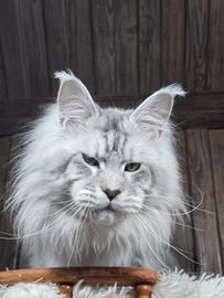 Disponibile per Monta - Maine Coon Maschio