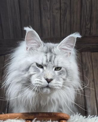 Disponibile per Monta - Maine Coon Maschio