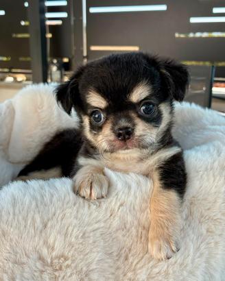 Chihuahua