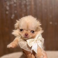 Peter White maschietto chihuahua