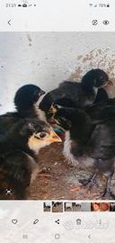 Galline Marans Nero Ramato