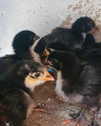 Galline Marans Nero Ramato