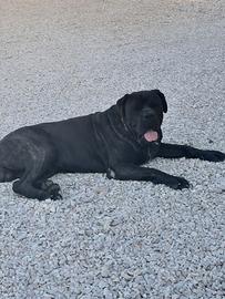 Cane corso per monta