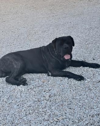 Cane corso per monta