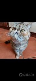 Gattina Esotica