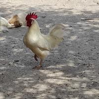 Gallo livornese gallina