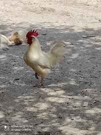 Gallo livornese gallina