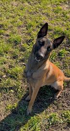 Pastore Belga malinois