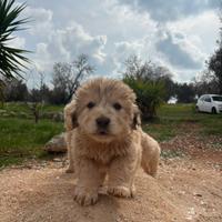 Cani meticci