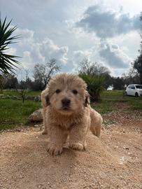 Cani meticci