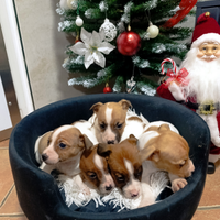 Cuccioli di jack russel