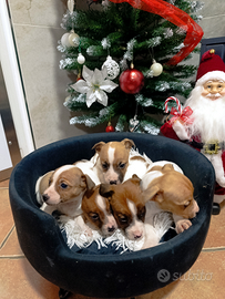 Cuccioli di jack russel