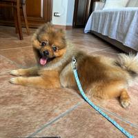 Maschio di Spitz Pomerania per monta/accoppiamento