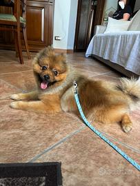 Maschio di Spitz Pomerania per monta/accoppiamento