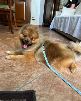 Maschio di Spitz Pomerania per monta/accoppiamento
