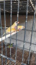 uccelli