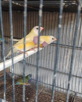 uccelli