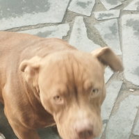Pitbull cucciola
