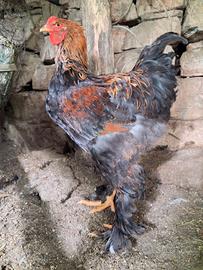 Gallina