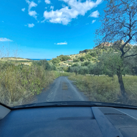 Uliveto fruttifero in collina