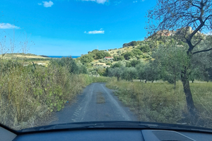 Uliveto fruttifero in collina