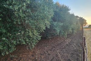Terreno agricolo 1400 MQ- Matiniti -Campo Calabro