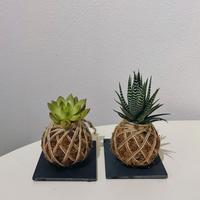 Kokedama personalizzata con Succulente