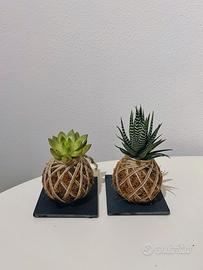 Kokedama personalizzata con Succulente