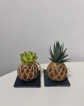 Kokedama personalizzata con Succulente
