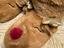 Immagine 4