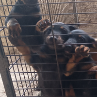 Jagd terrier