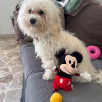 Barboncina/maltese/maltipoo x accoppiamento