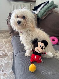 Barboncina/maltese/maltipoo x accoppiamento