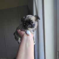 Cuccioli di Chihuahua