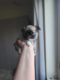 Cuccioli di Chihuahua