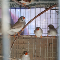 Diamantini mandarino