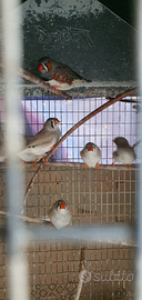 Diamantini mandarino