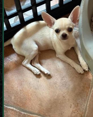chihuahua 