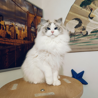 Ragdoll M