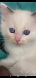 Ragdoll