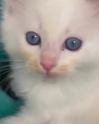 Ragdoll