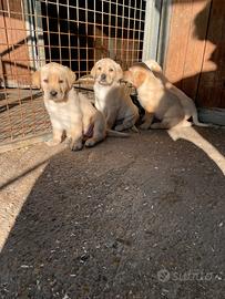 Labrador miele femmine con pedigree