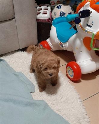 Piccola cucciola barboncino toy-nanetta