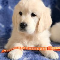 Cucciolata Golden Retriever certificata ENCI